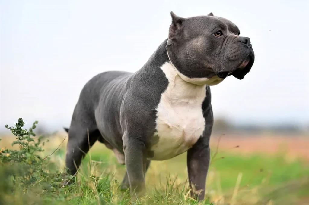 American Bully