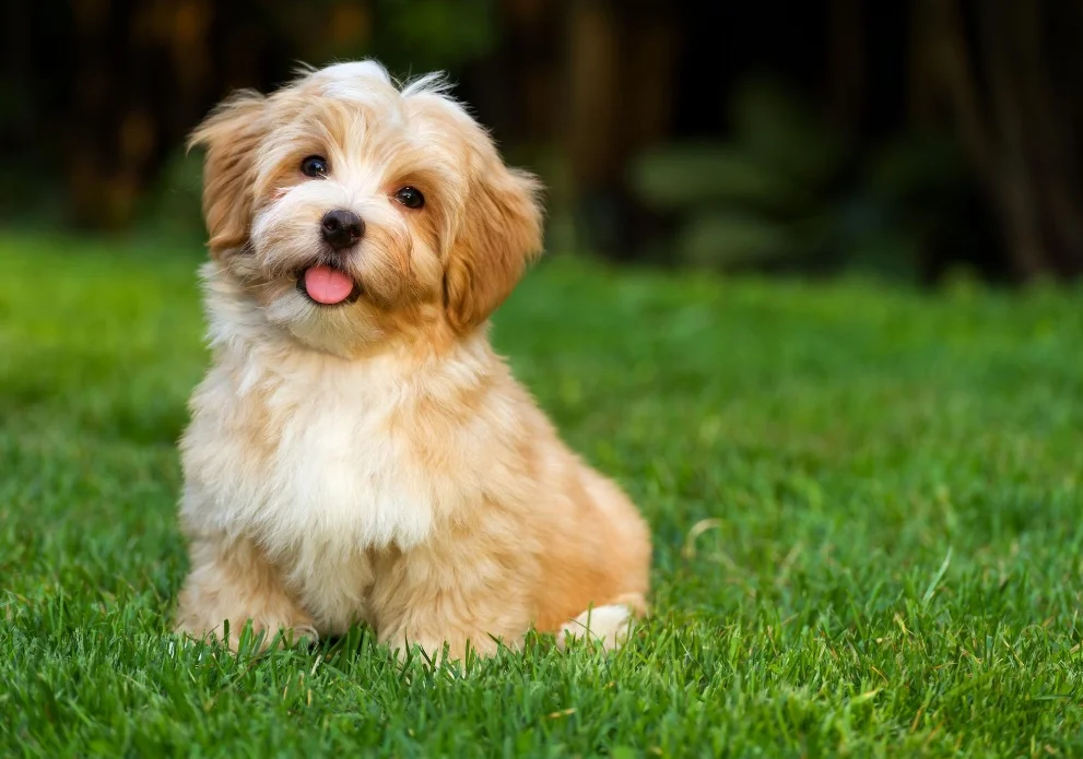 raça de cachorro pequeno