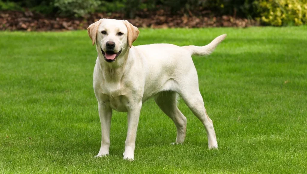 raças de cachorro grande