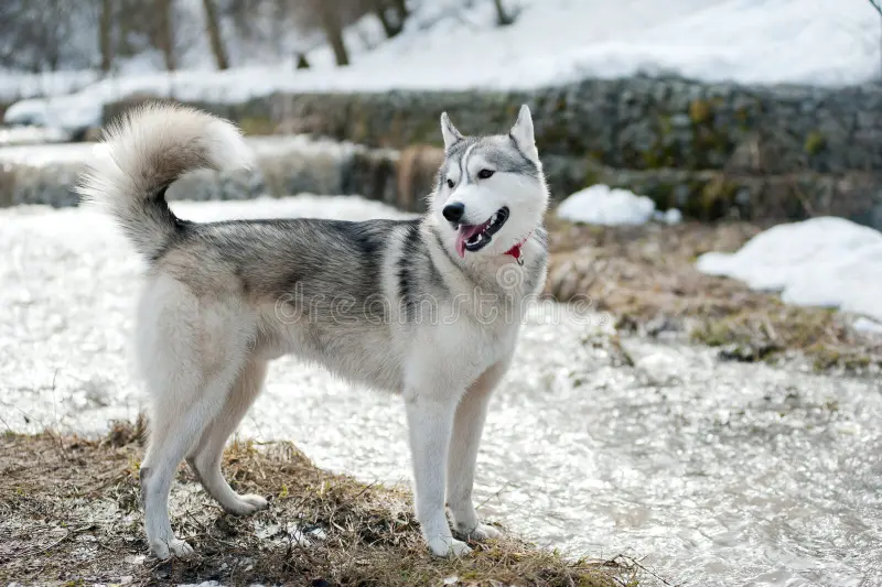 raças de cachorro grandes