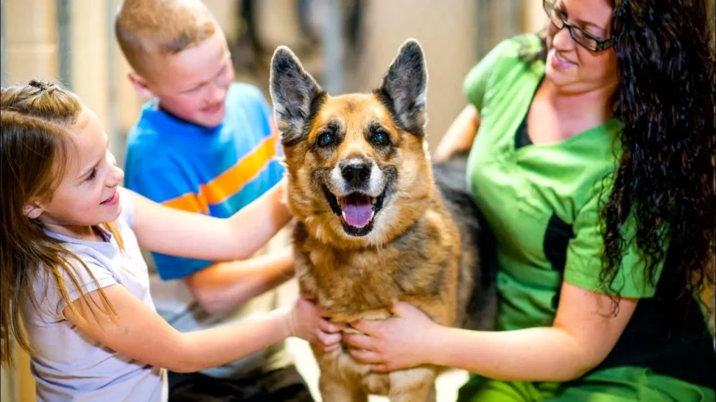 perros en adopción