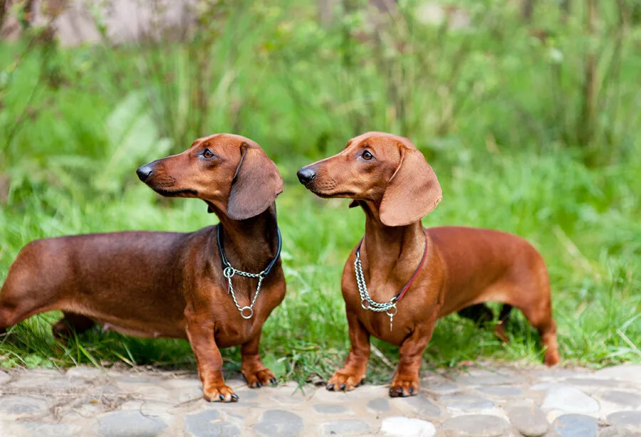 Cachorro Dachshund