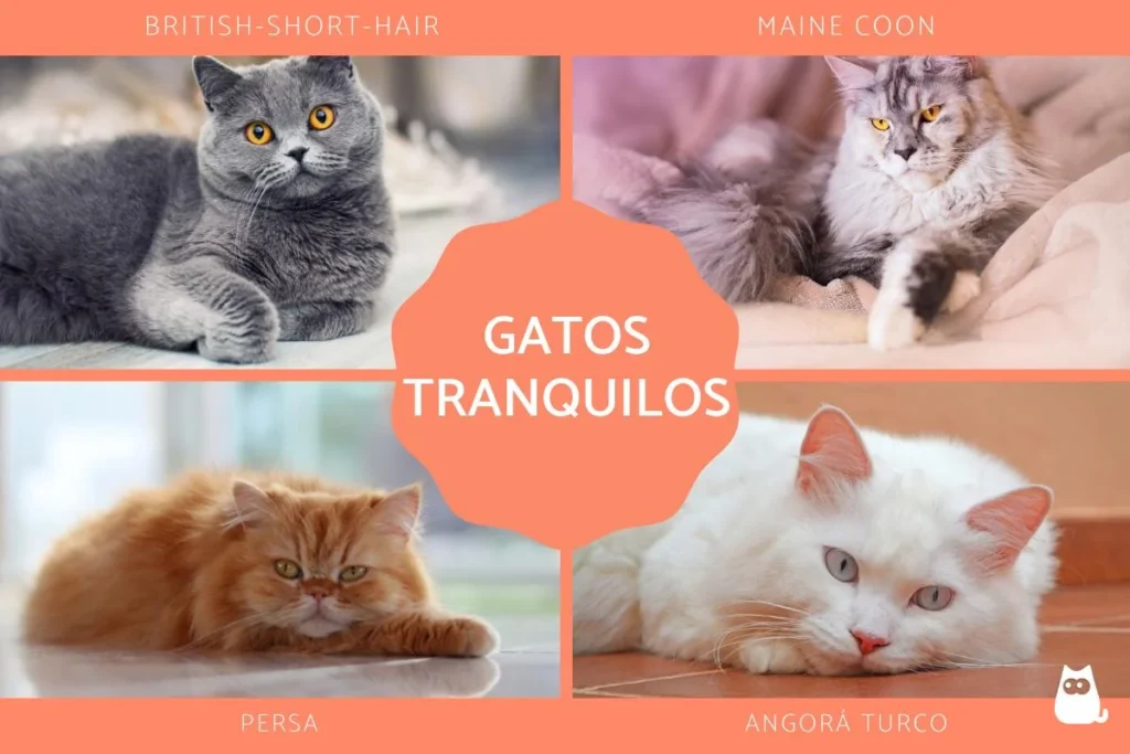 Razas de gatos más populares