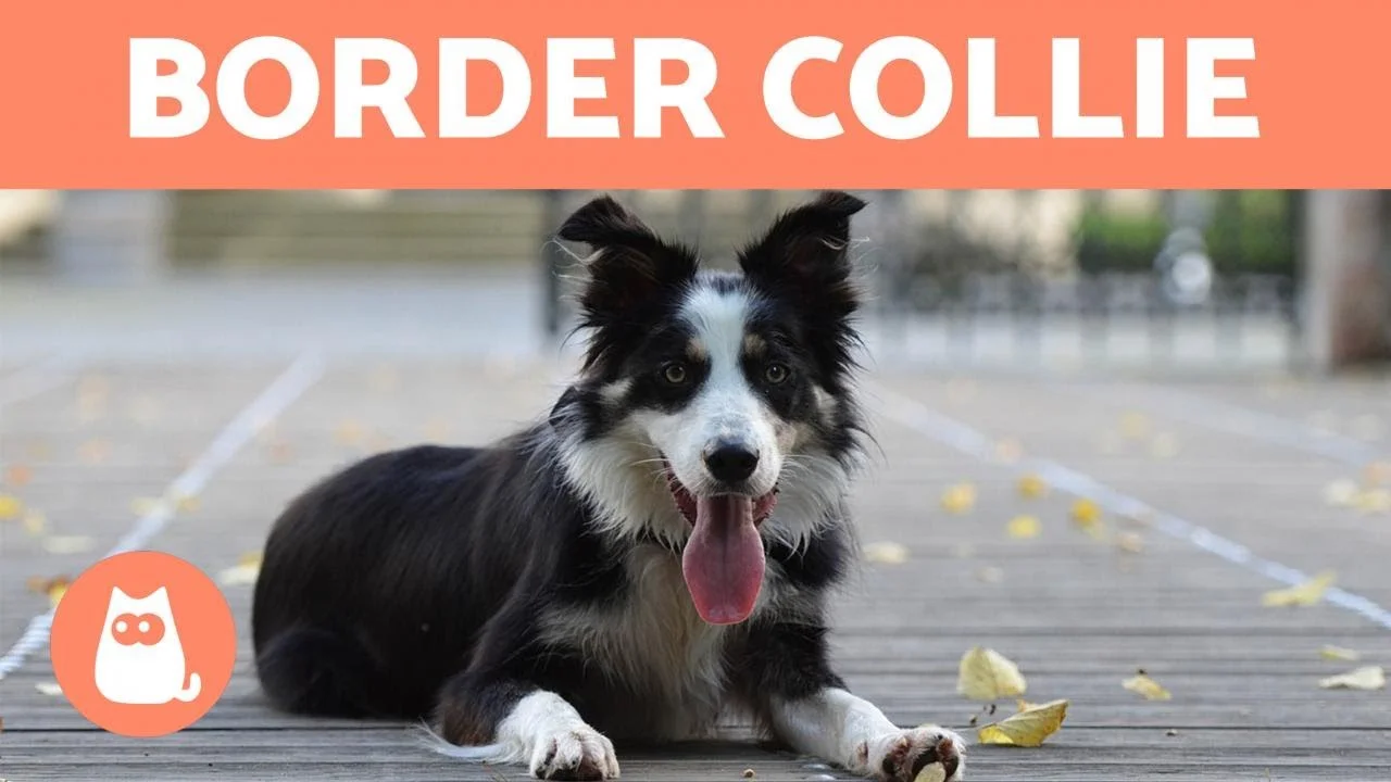 border collie cachorro