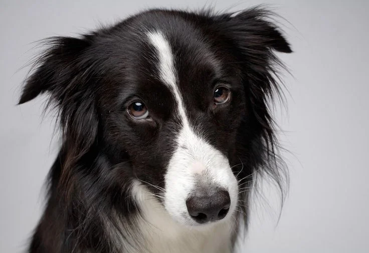 border collie cachorro