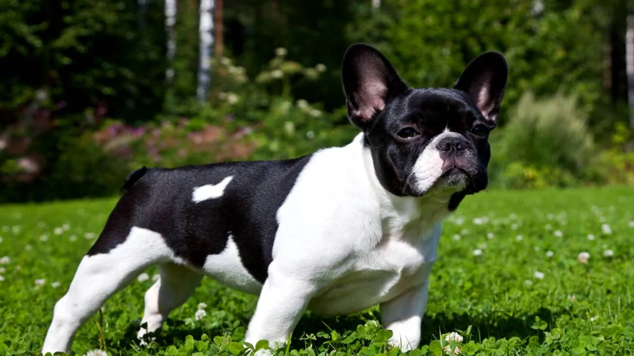 Bulldog Francês