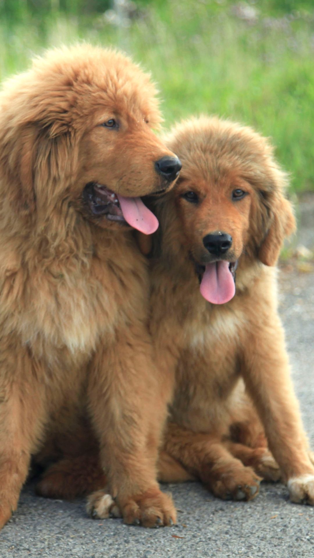 5 Curiosidades sobre o Mastim Tibetano