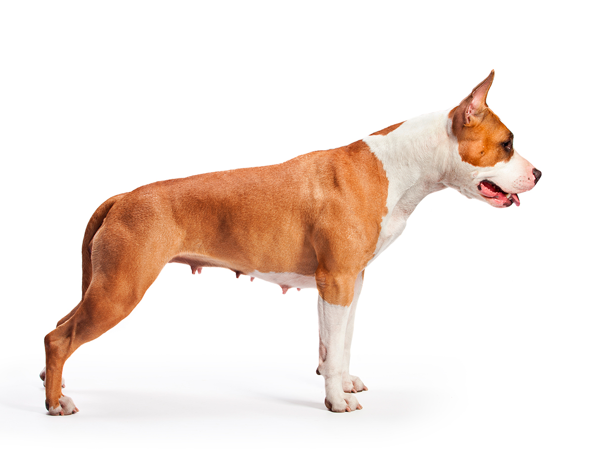 8 Curiosidades: American staffordshire terrier