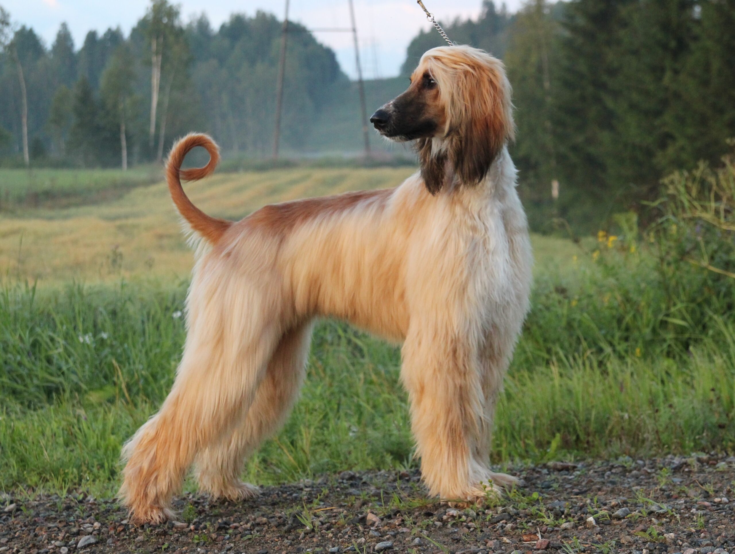 Curiosidades: Afghan Hound, o Galgo Afegão!