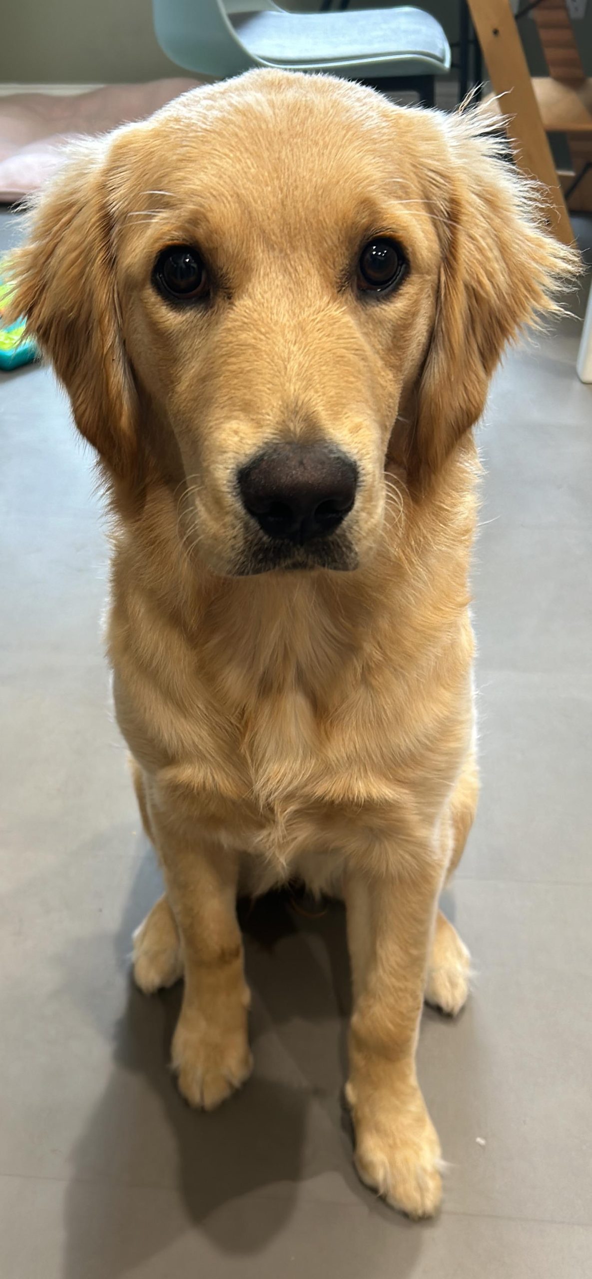 filhotes de golden retriever, simplesmente irresistíveis