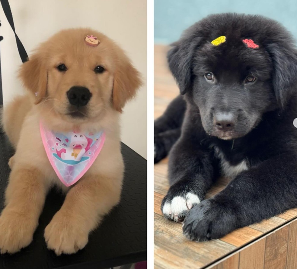 Golden retriever filhote 2 meses