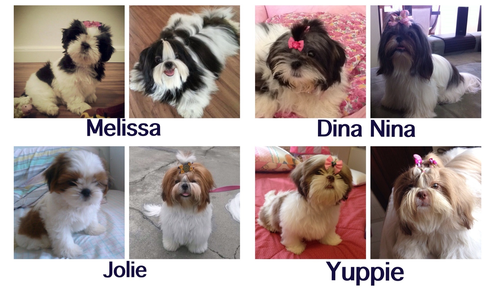 Melhor Remédio de Verme para Cachorro Shih Tzu → 【Detalhado】