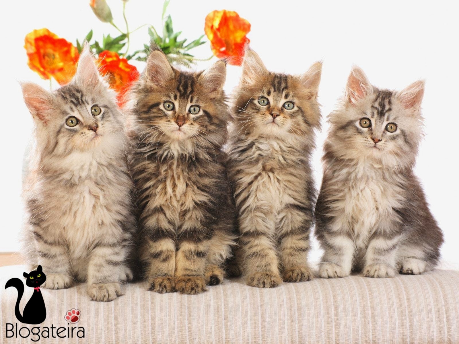 Melhor Shampoo para Pelo Branco de Cachorro →【Análise Completa】