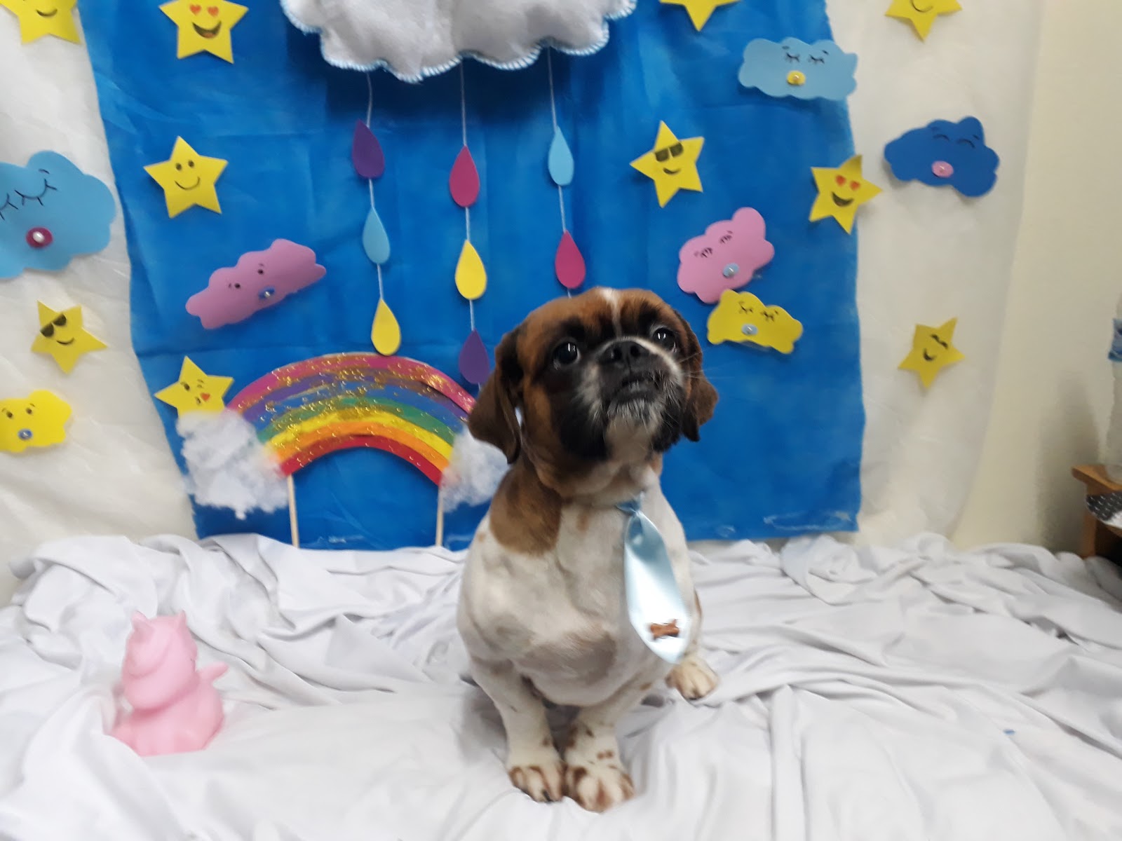 Melhor Tecido para Sofá para quem tem Cachorro →【Tudo Explicado】