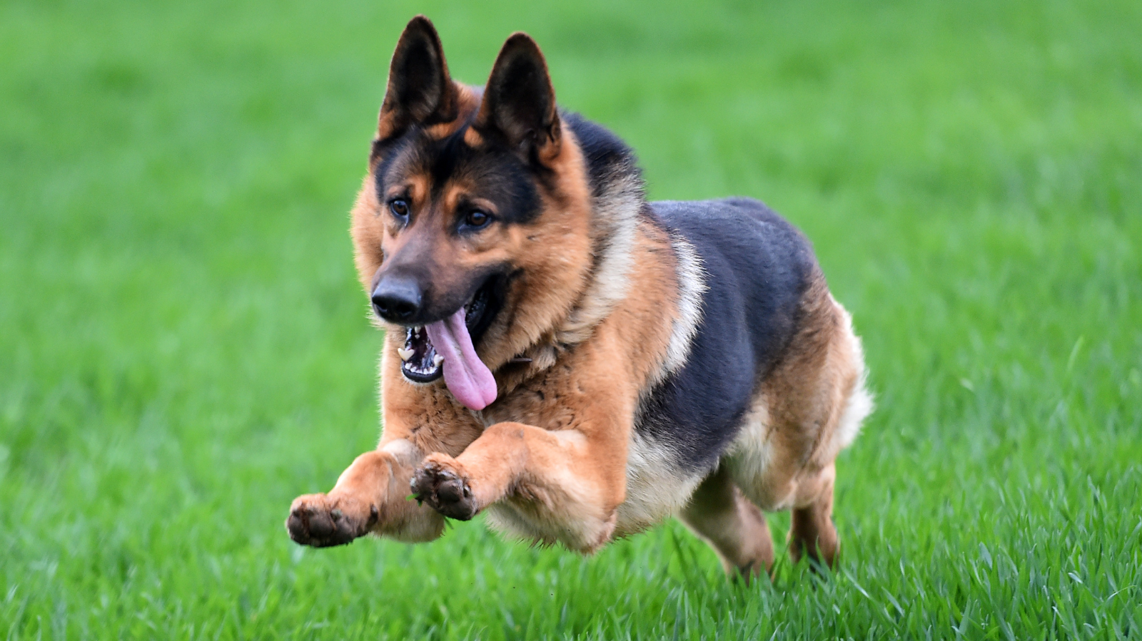 O que é Bom para Anemia de Cachorro →【Tratamentos Eficazes】