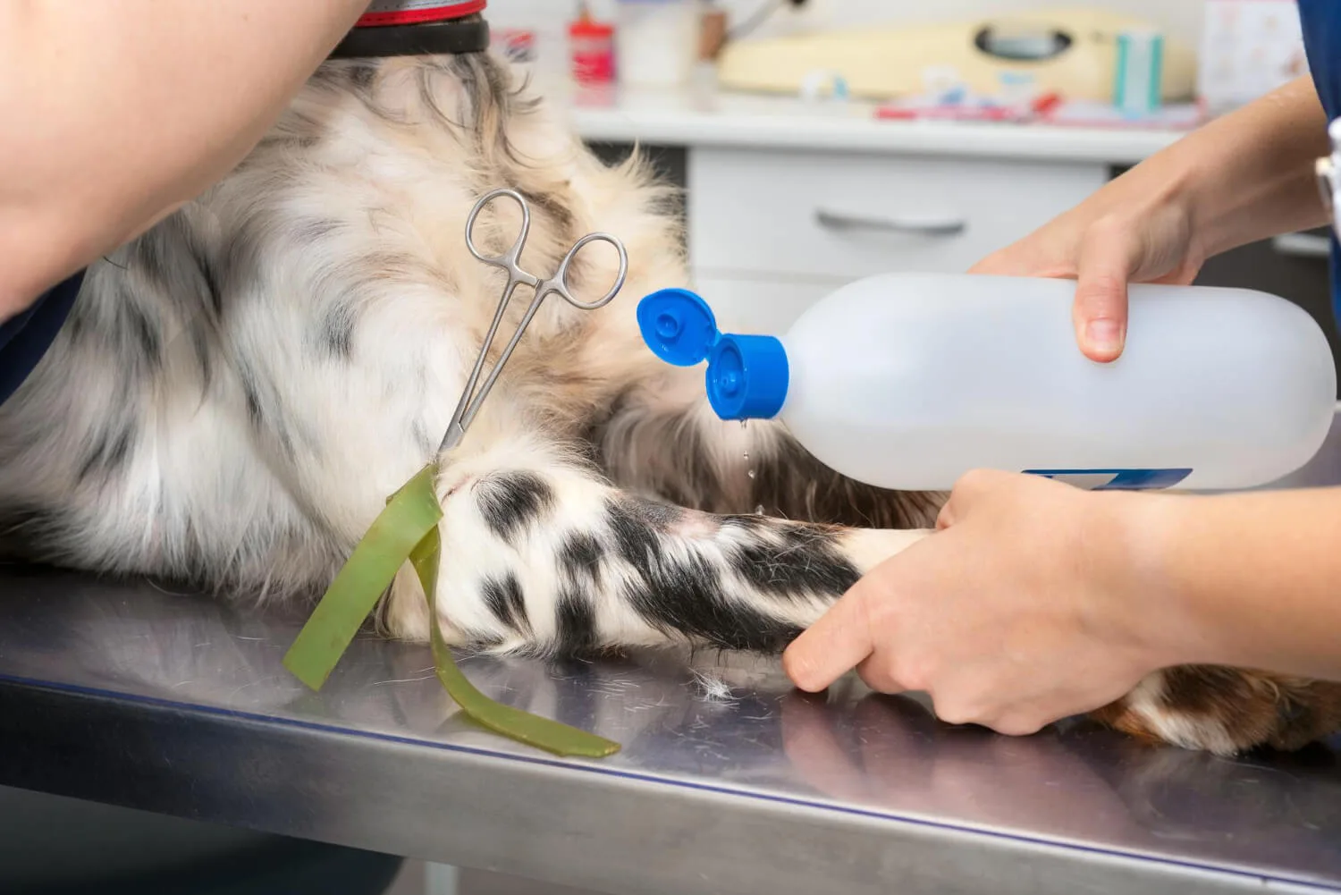 O que é Bom para Queda de Pelo de Cachorro →【Soluções Eficazes】