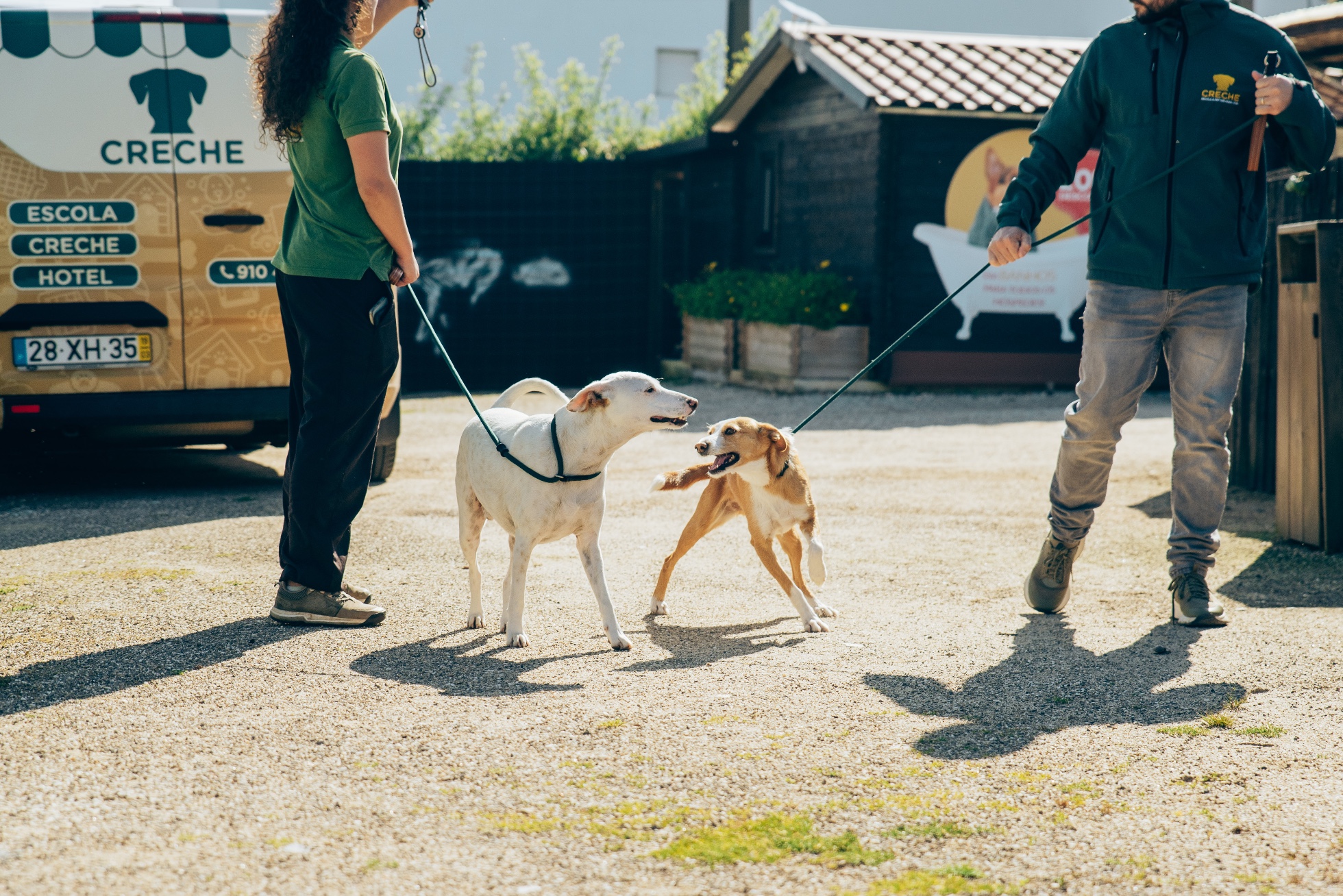 Os hotéis e creches: Onde deixar meu cachorro quando vou viajar?