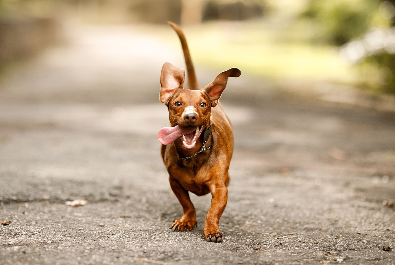 Perfil do Cachorro Dachshund, conheça tudo sobre a raça 2025