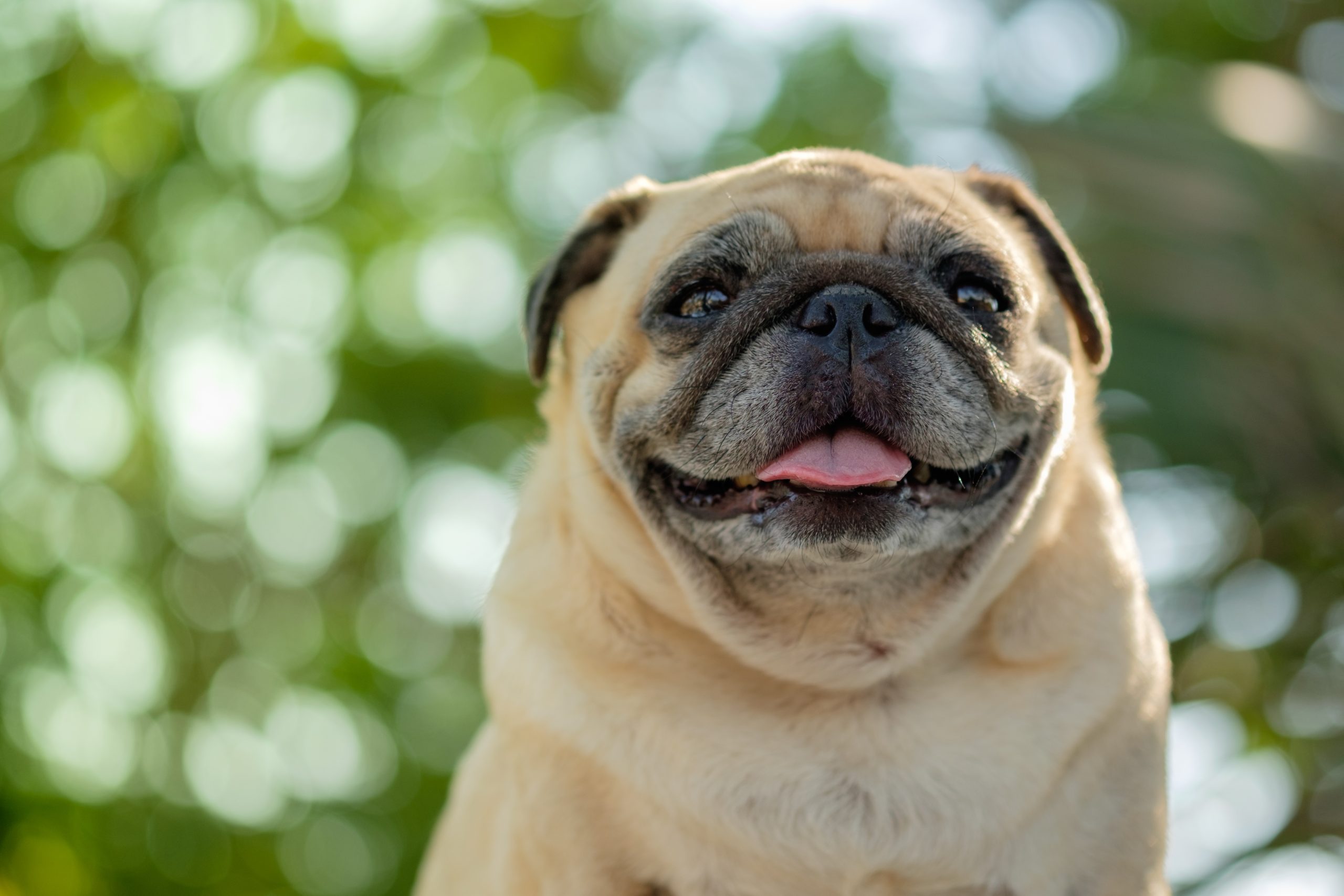 Quais as 10 melhores raças de cachorro?