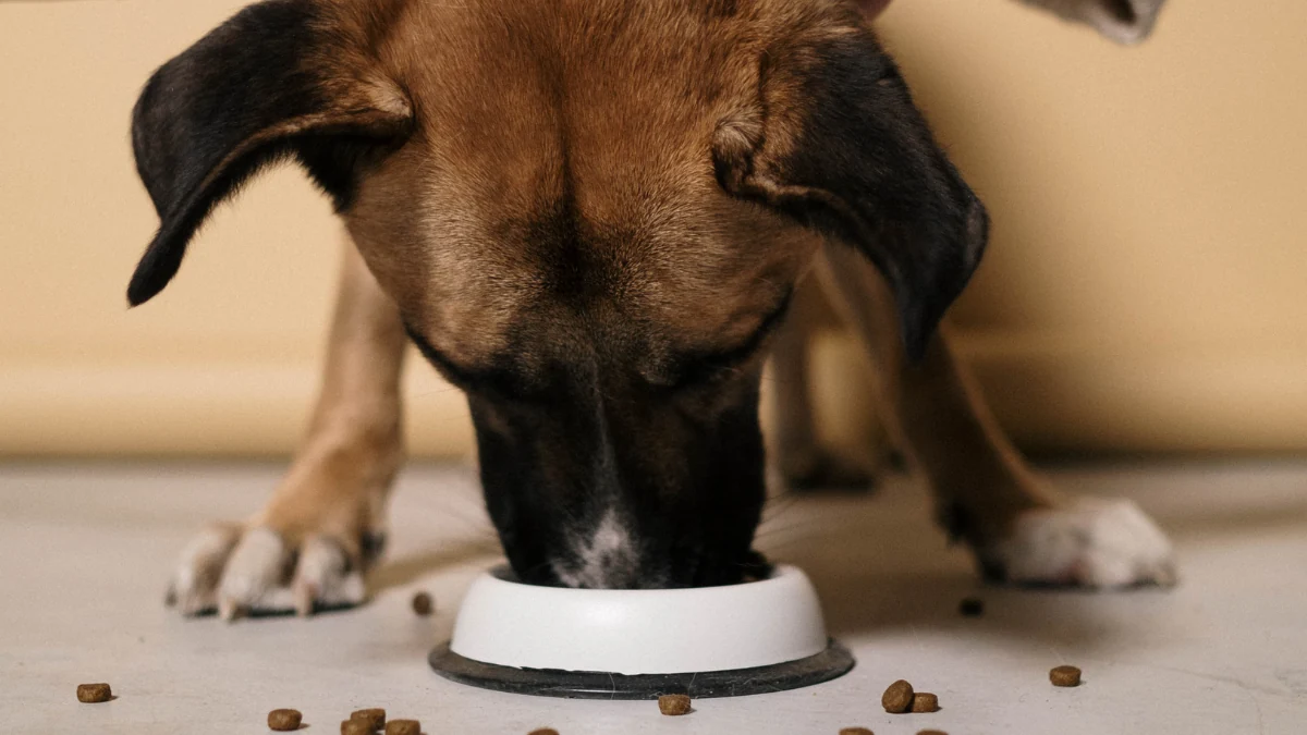 Ração com Corante: 7 Perigos O Que Você Precisa Saber